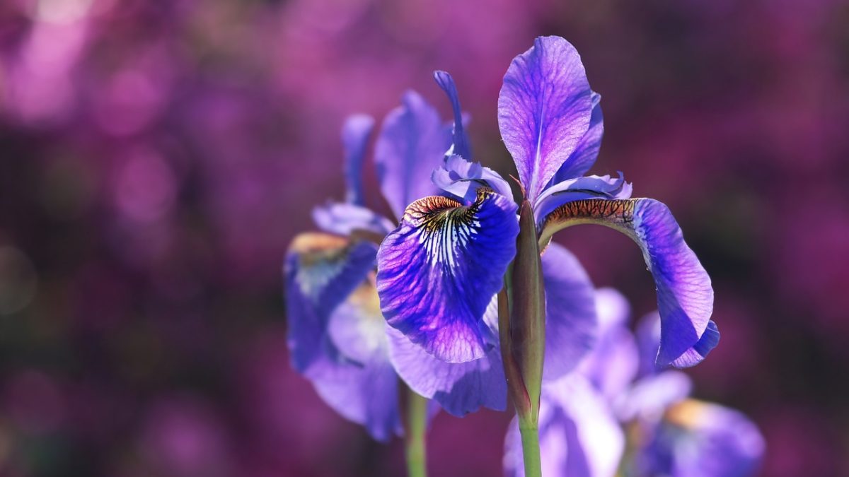 irises-2502898_1280